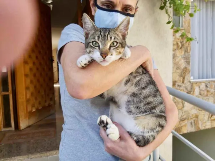 Gato raça Srd idade 7 a 11 meses nome Tigrinho lindo bebê 