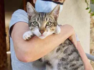Gato raça Srd idade 7 a 11 meses nome Tigrinho lindo bebê 