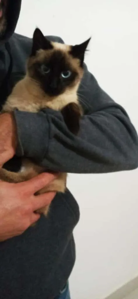 Gato raça Siamês idade 7 a 11 meses nome sem nome