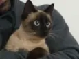 Gato raça Siamês idade 7 a 11 meses nome sem nome