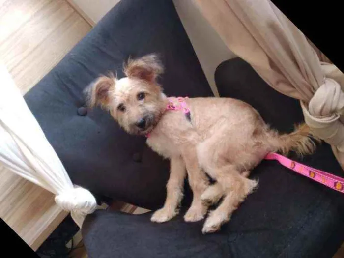 Cachorro raça Poodle idade 2 a 6 meses nome BELINHA