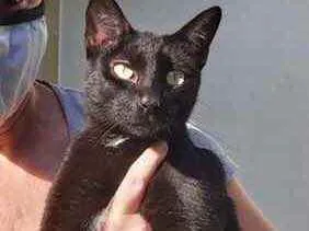 Gato raça Srd idade 7 a 11 meses nome Amanda linda gatinha