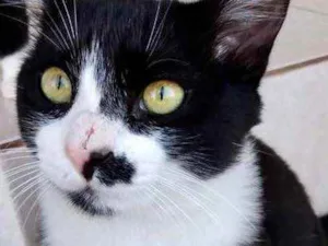 Gato raça Srd frajolinha  idade 7 a 11 meses nome Sushi lindo gato 