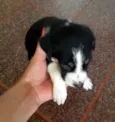 Ainda sem nome filho