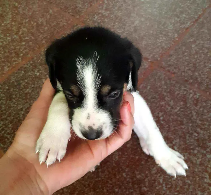 Cachorro raça Vira lata idade Abaixo de 2 meses nome Ainda sem nome filho