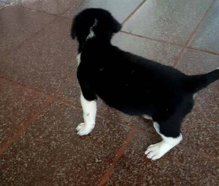 Cachorro raça Vira lata idade Abaixo de 2 meses nome Ainda sem nome filho
