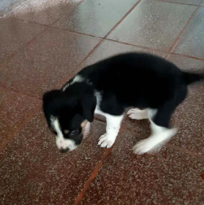 Cachorro raça Vira lata idade Abaixo de 2 meses nome Ainda sem nome filho