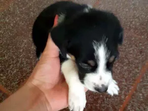 Cachorro raça Vira lata idade Abaixo de 2 meses nome Ainda sem nome filho