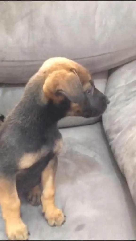 Cachorro ra a Srd idade 2 a 6 meses nome Resgatadas