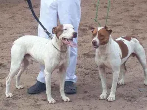 Cachorro raça Pit Bull idade 2 anos nome PISTACHE