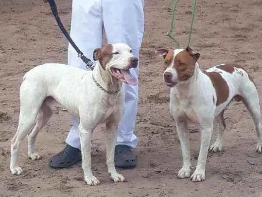 Cachorro ra a Pit Bull idade 2 anos nome PISTACHE