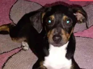 Cachorro raça RND idade 7 a 11 meses nome Menino