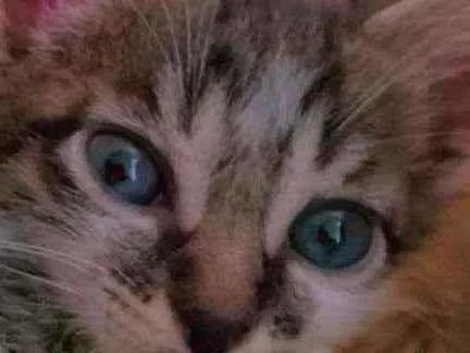 Gato ra a Vira lata  idade 2 a 6 meses nome Riri(femea)