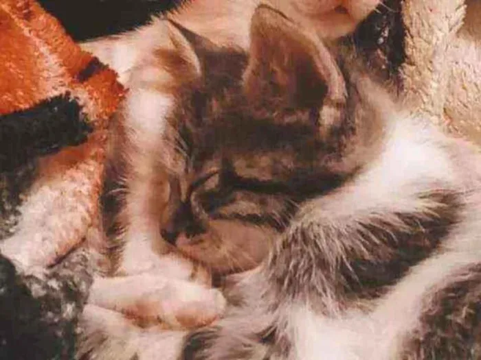 Gato ra a Vira lata  idade 2 a 6 meses nome Riri(femea)