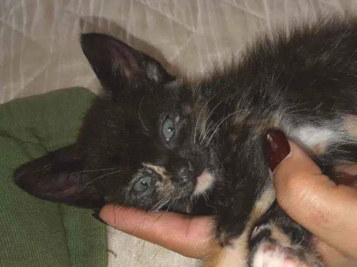 Gato ra a Vira lata  idade 2 a 6 meses nome Nebulosa