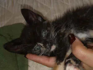 Gato raça Vira lata  idade 2 a 6 meses nome Nebulosa