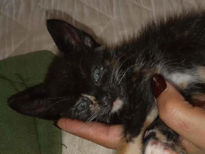 Gato ra a Vira lata  idade 2 a 6 meses nome Nebulosa
