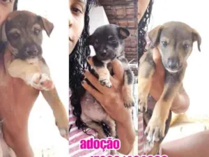 Cachorro raça Srd idade Abaixo de 2 meses nome Filhotes