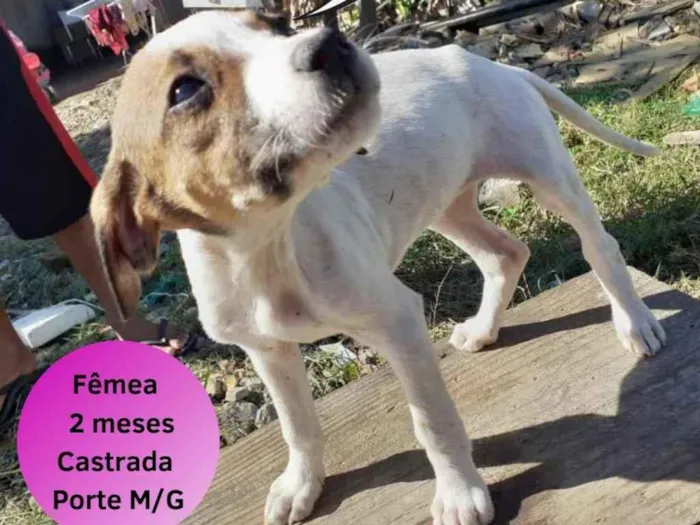 Cachorro ra a SRD idade 2 a 6 meses nome Canjica