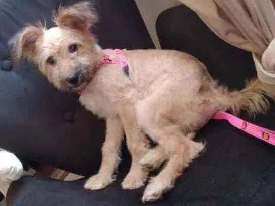 Cachorro raça Poodle idade 2 a 6 meses nome BELINHA