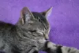 Gatinhos