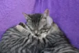 Gatinhos