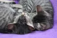 Gatinhos