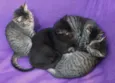Gatinhos