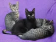 Gatinhos