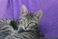 Gatinhos