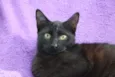 Gatinhos