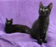 Gatinhos