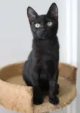 Gatinhos