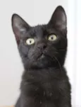 Gatinhos