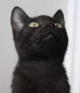 Gatinhos