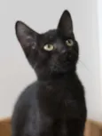 Gatinhos
