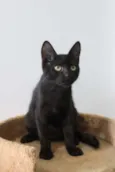 Gatinhos