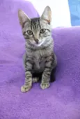 Gatinhos
