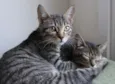 Gatinhos