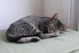 Gatinhos