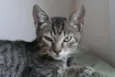 Gatinhos