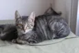 Gatinhos
