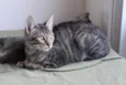 Gatinhos