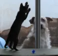 Gatinhos
