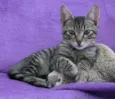 Gatinhos