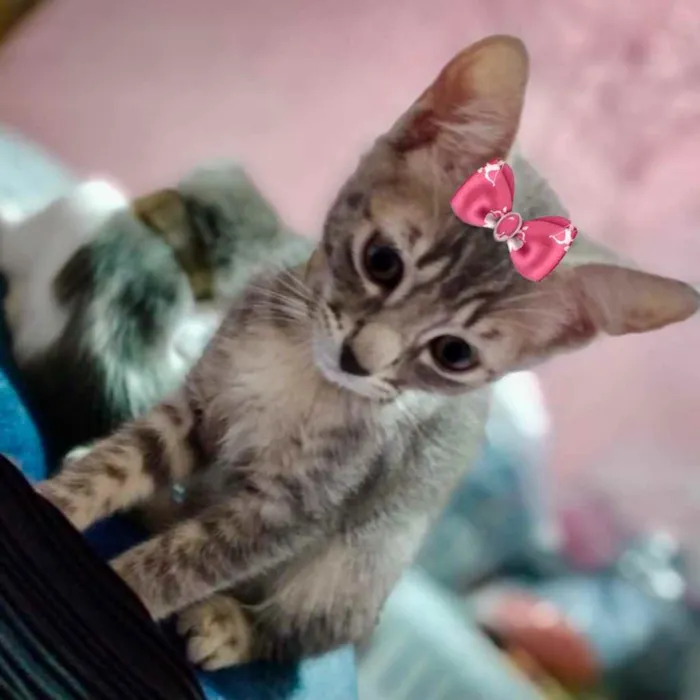 Gato ra a Mestiça  idade 2 a 6 meses nome Bia 