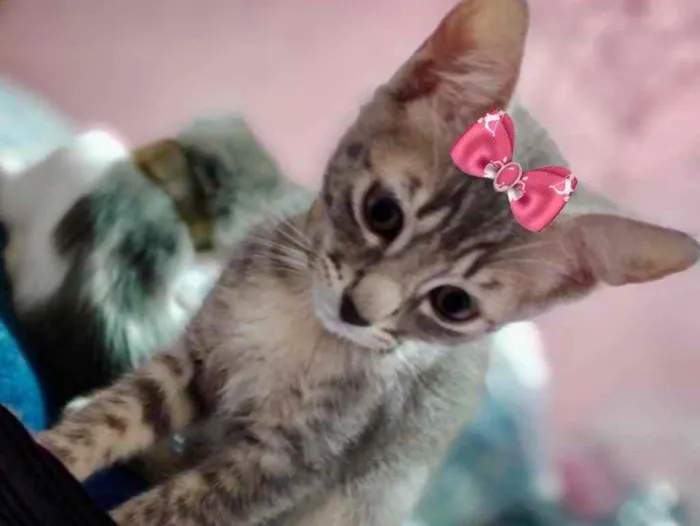 Gato ra a Mestiça  idade 2 a 6 meses nome Bia 