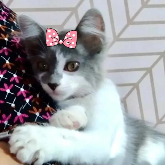 Gato ra a Mestiça  idade 2 a 6 meses nome Sandy 