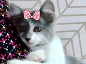 Gato raça Mestiça  idade 2 a 6 meses nome Sandy 