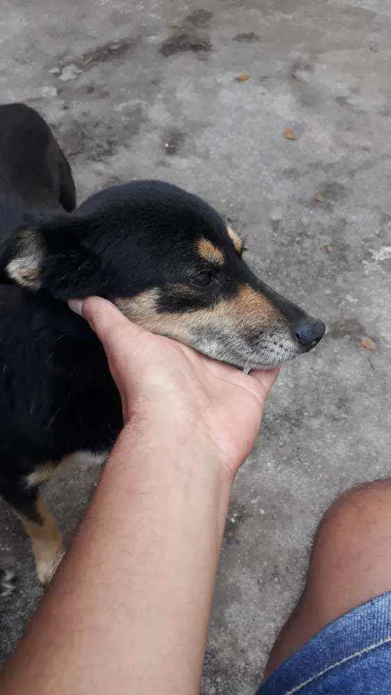 Cachorro ra a Vira lata idade 6 ou mais anos nome Pequena